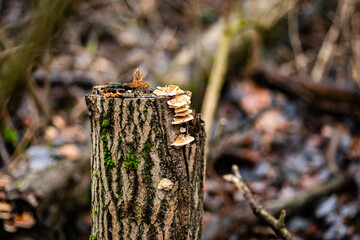 moss on the trunk of a cut tree tree
