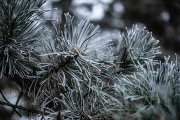 frost on branches