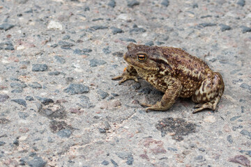big toad sitting on a grey road