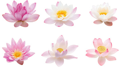 Fototapeta premium Six pink and white lotus flowers isolated transparent background