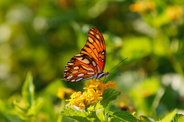 Gulf Fritillary butterfly 03