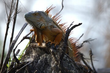 a iguana in te forest