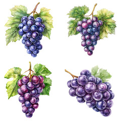 Harvesting fresh grapes vineyard fields watercolor artwork natural landscape close-up view fruit illustration