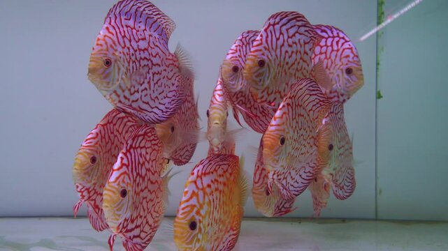 The video shows a lot of aquarium discus fish of different colors in the aquarium. Discus is the king of the aquarium.