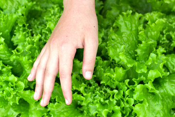 Fresh Lettuce in the Garden under the girl's hand