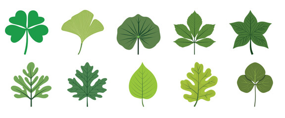 Obraz premium diverse green leaf illustrations collection, vector element set