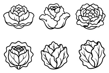 Lettuce Line Art Vector Bundle