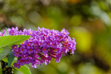 紫のブッドレアに集まる蜂