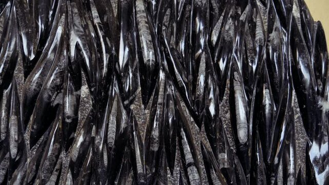 Detail of a slab with fossilized polished orthoceras fossils from the Sahara desert in Morocco. 4k footage.
