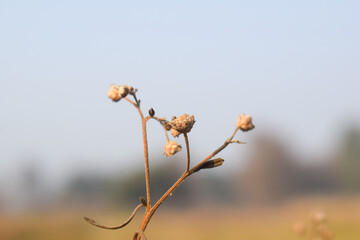 dry Parthenium hysterophorus, Santa Maria feverfew,whitetop weed or famine weed with nature background,Santa Maria feverfew is a flowering plant in the family Asteraceae. It is native to the Americas