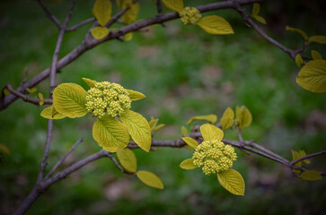 Spring flowering of ornamental shrub. Buds at the beginning of flowering.