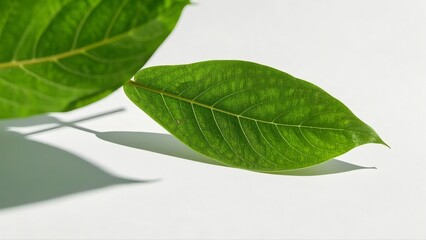 Obraz premium green cocoa leaf isolated on white