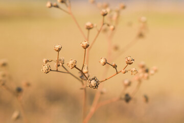 dry Parthenium hysterophorus, Santa Maria feverfew,whitetop weed or famine weed with nature background,Santa Maria feverfew is a flowering plant in the family Asteraceae. It is native to the Americas