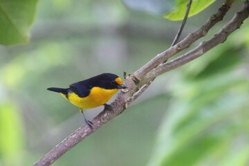 ave gaturamo verdadeiro - Euphonia violacea