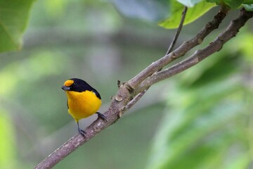 ave gaturamo verdadeiro - Euphonia violacea