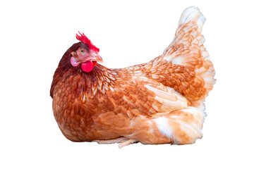 Chicken, Full body of brown chicken hen sleep isolated transparent background with clipping path, Laying hens farmers concept. PNG File