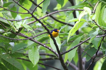 ave gaturamo verdadeiro - Euphonia violacea