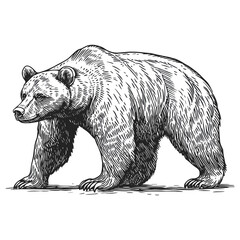Grizzly bear art wildlife drawing vector