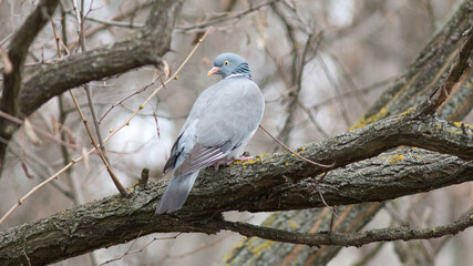 white dove perched on a branch