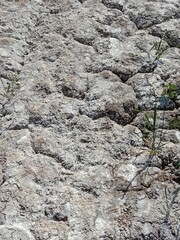 Salty soil in white colour or unfertile soil in white color 