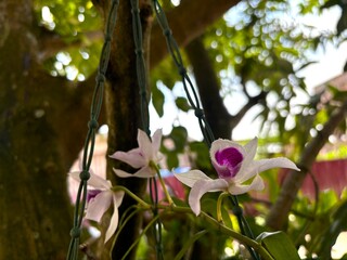 Close-up of a delicate white orchid with a vibrant purple center, showcasing its unique texture and beauty. Captured in a natural garden environment, perfect for floral and botanical themes