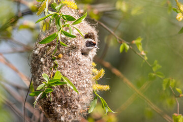 bees in the nest