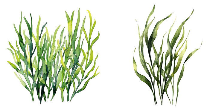 Vibrant aquatic plants freshwater habitat watercolor art natural environment artistic perspective botanical illustration
