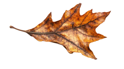 Dried autumn leaf with intricate veins and a rich orange-brown color, isolated on a white background, perfect for seasonal decor or nature themes.