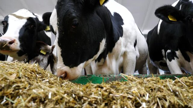 Cows eating hay on modern dairy farm. Cattle chewing fodder at milk factory. Herd of kines feeding by dry grass at cowshed. Concept of agriculture industry and animal husbandry. Slow motion
