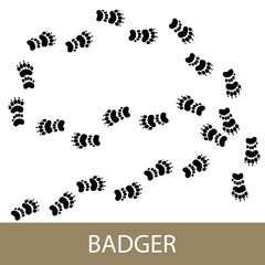 Trace of forest animal European badger, footprints of Eurasian badger , illustration