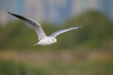 closeup shot of a Black-headed gull in flight