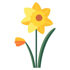 Daffodil flower daffodil illustration design vector