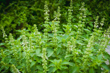 Basil tree or Ocimum sanctum as a herbal plant
