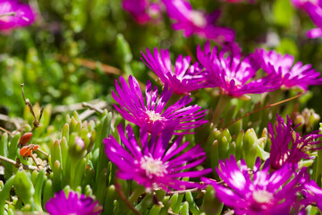 purple flowers in the garden