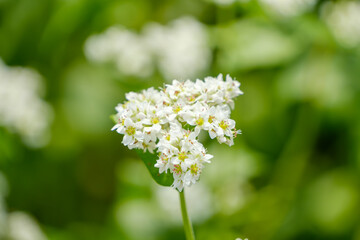 純白のそばの花