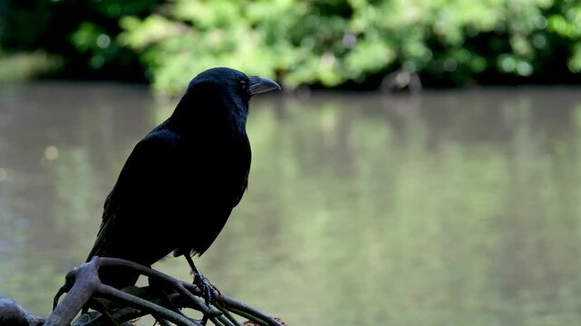 bird raven close up looking at camera. portrait of black crow