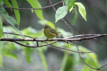 ave gaturamo verdadeiro - Euphonia violacea