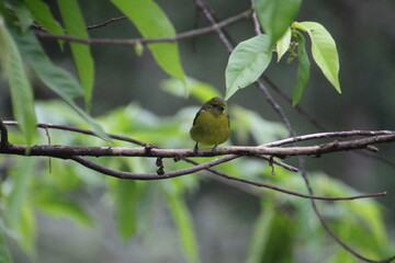 ave gaturamo verdadeiro - Euphonia violacea