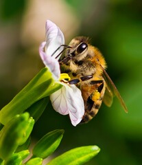 Honeybee pollinating a delicate flower
