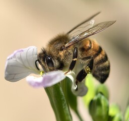 Honeybee pollinating a delicate flower