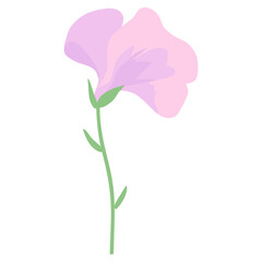 Sweet pea flower illustration petal art vector