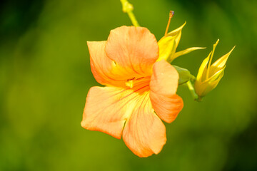 Fototapeta premium ノウゼンカズラの鮮やかなオレンジ色の花
