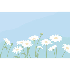 White daisies on a clean light blue background daisy illustration flowers vector