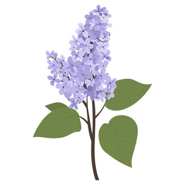 recommend clip art: Lilac flower lilac illustration vector