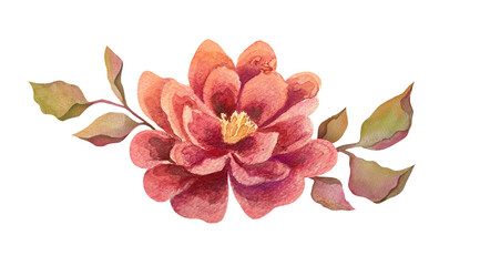 red flower dahlia, chrysanthemum. Watercolor botanical illustration of delicate Dahlia isolated on white transparent background. clipart and cut out wedding decorative element