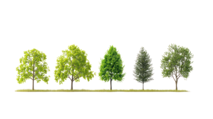A collection of five distinct trees showcasing different species and growth stages, isolated on a white background for educational or design use.