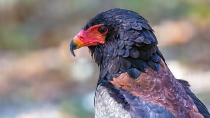 Portrait of a Bateleur eagle