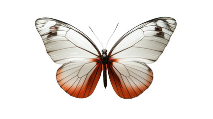 A beautiful butterfly with striking white and orange wings, elegantly positioned against a crisp, white isolated background.