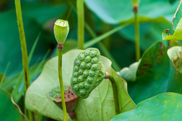 成熟した蓮の実と緑豊かな葉