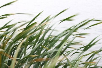 Fototapeta premium Common reeds or Phragmites australis at the bank of a lake.